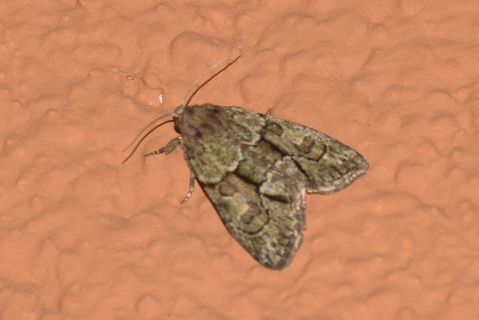 Cryphia fraudatricula - homoki zuzmóbagoly