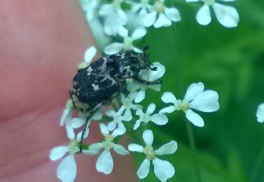 Valgus hemipterus - suta virágbogár