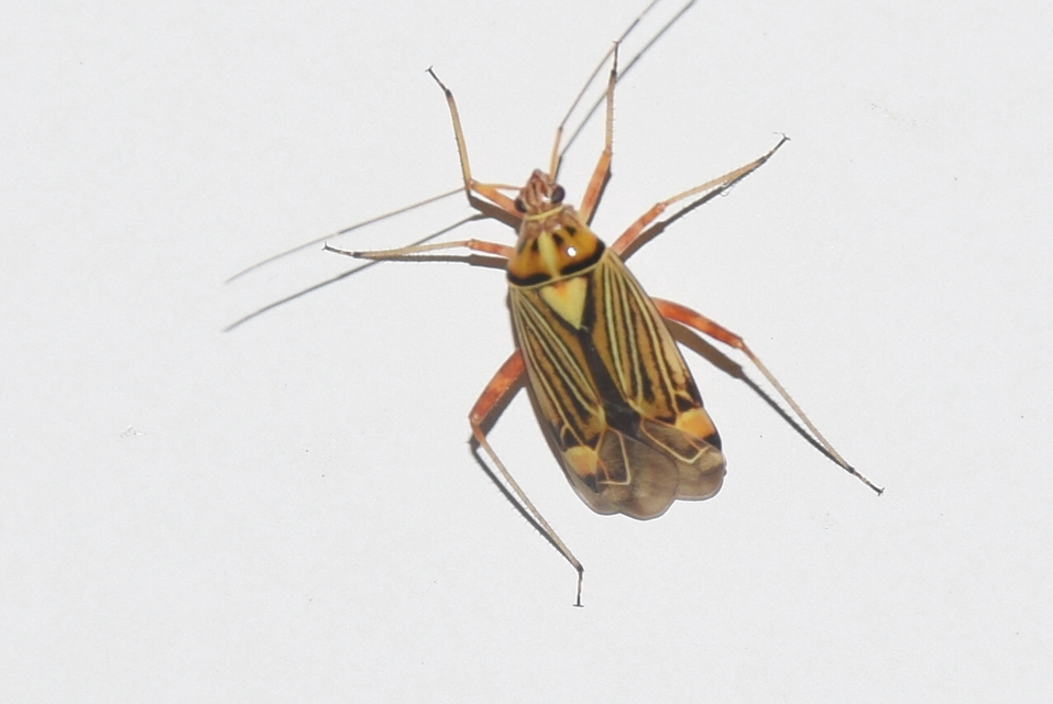 Rhabdomiris striatellus - zebra-mezeipoloska