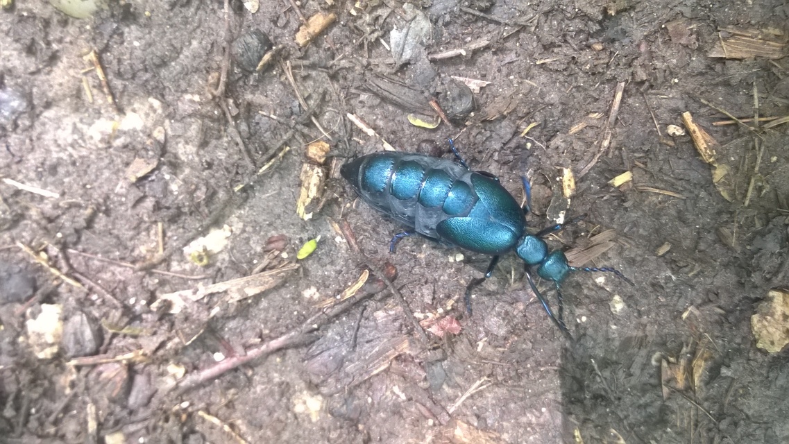 Meloe violaceus - kék nünüke