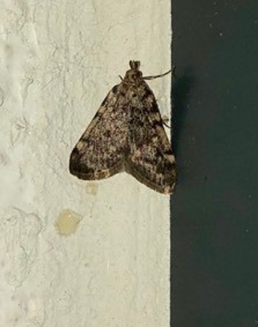 Aglossa pinguinalis - zsiradékmoly