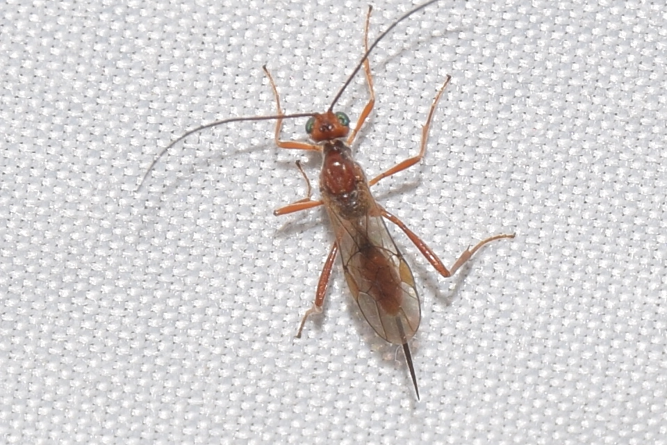 Braconidae - gyilkosfürkészek