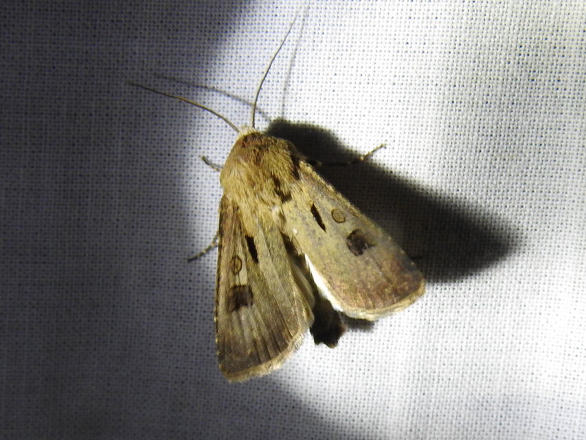 Agrotis exclamationis - felkiáltójeles földibagoly