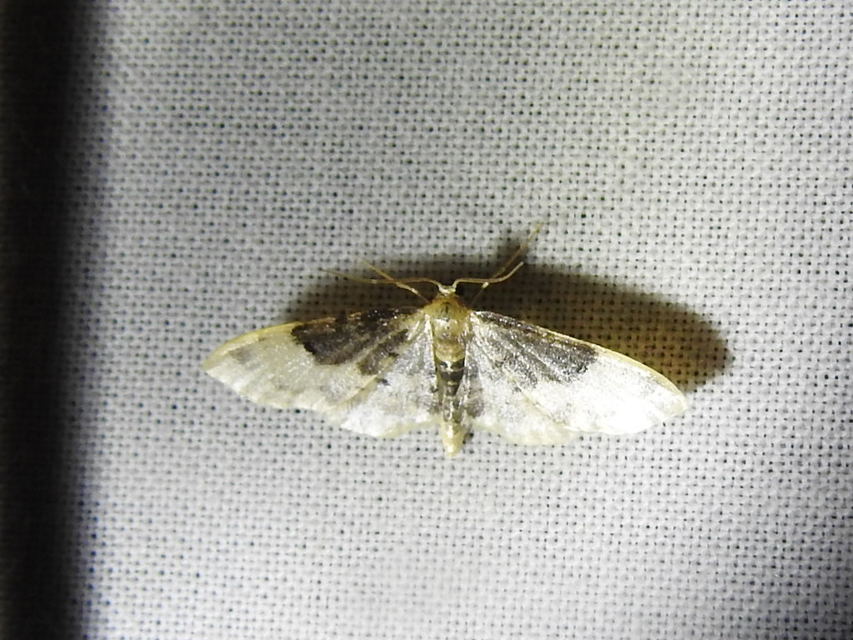 Idaea filicata - sötéttövű apróaraszoló