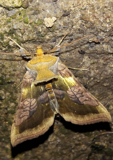Diachrysia chrysitis - aranybagoly
