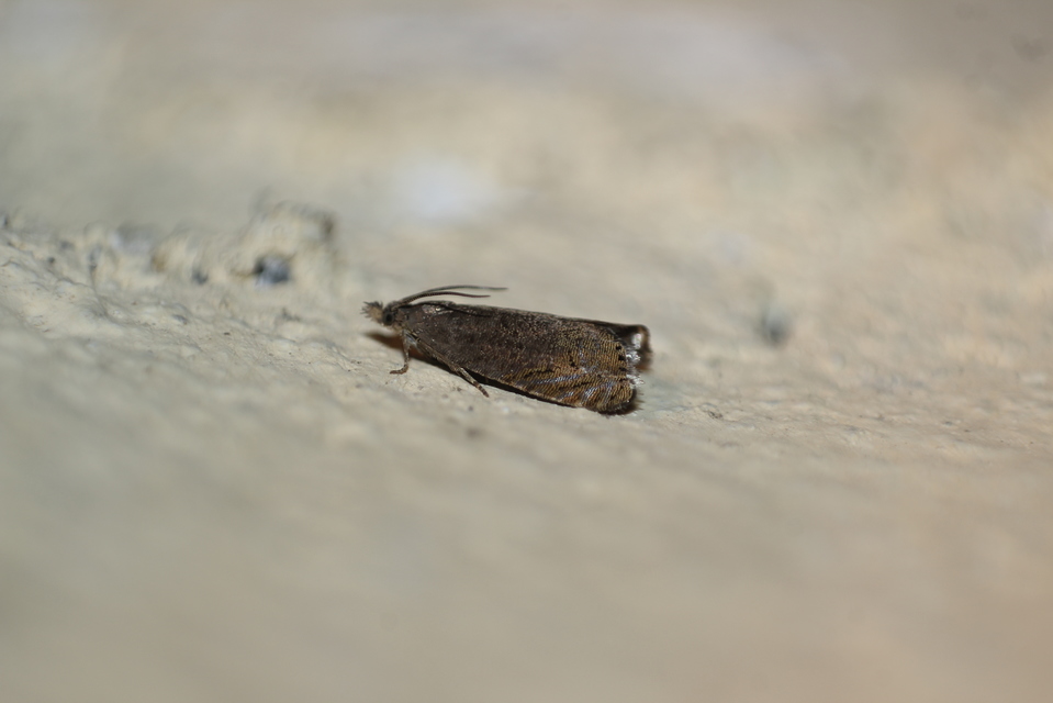 Grapholita