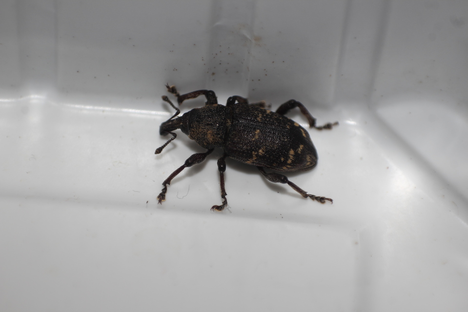 Hylobius abietis - nagy fenyvesormányos