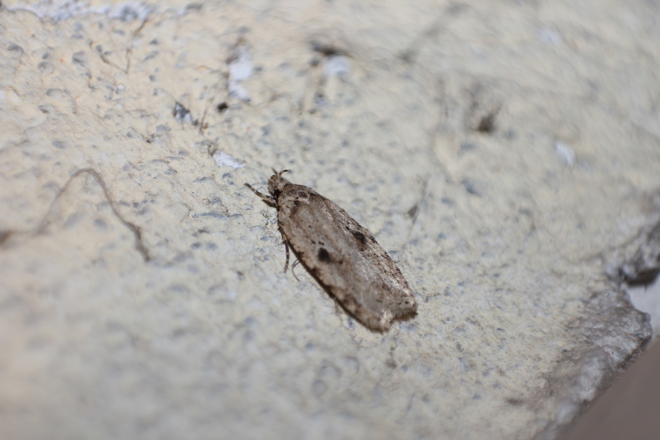 Agonopterix