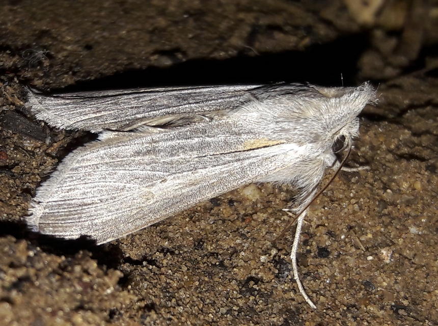 Cucullia balsamitae - homoki csuklyásbagoly