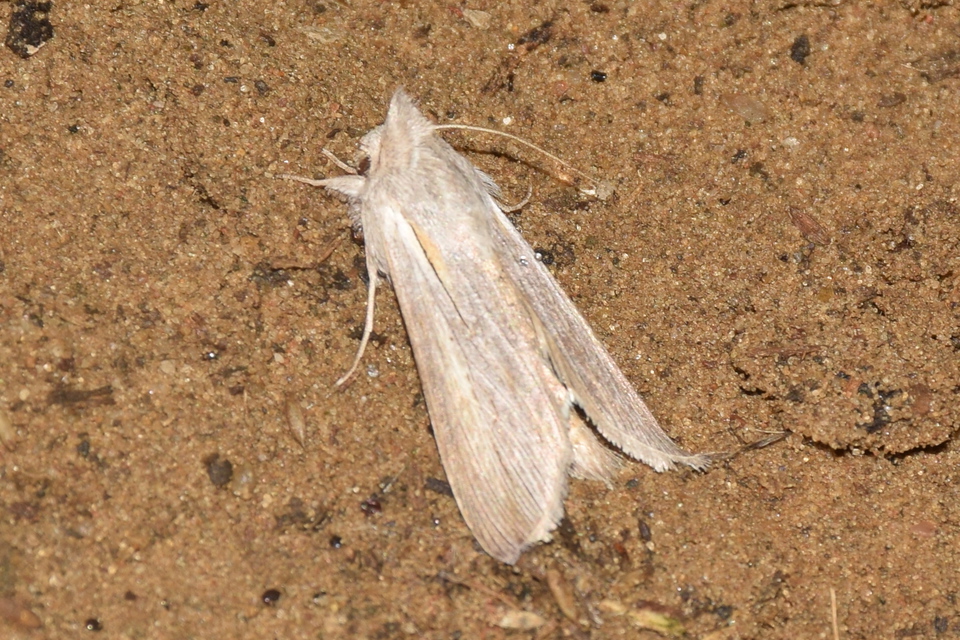 Cucullia balsamitae - homoki csuklyásbagoly