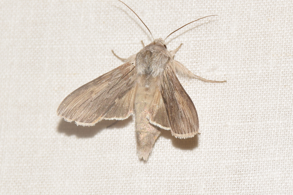 Cucullia balsamitae - homoki csuklyásbagoly