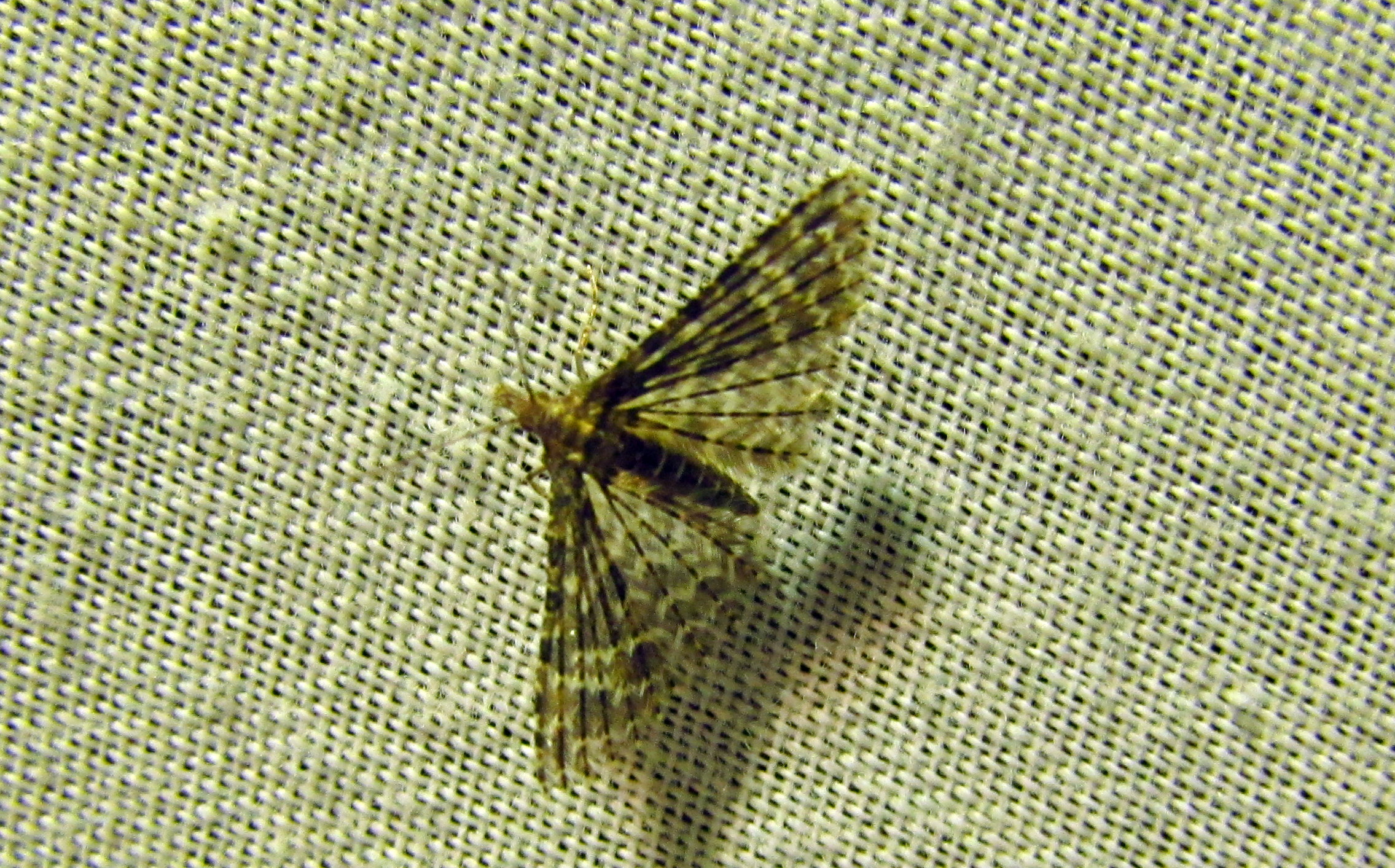 Alucita