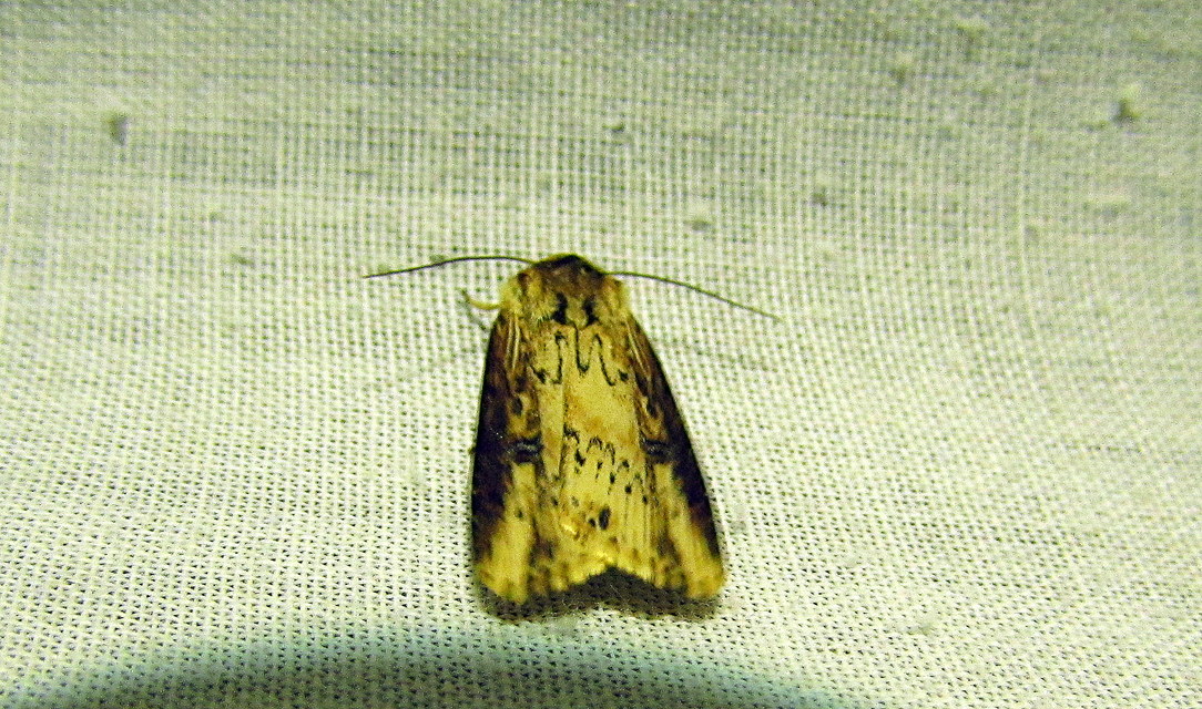 Axylia putris - vonalkás földibagoly