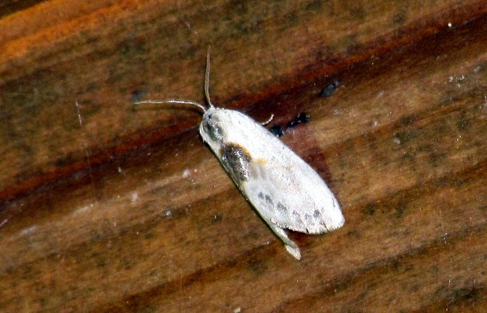 Cilix glaucata - törpe sarlósszövő