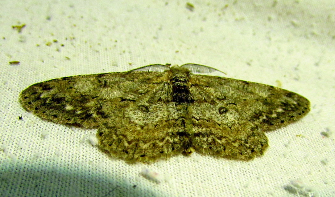 Hypomecis punctinalis - pettyes faaraszoló