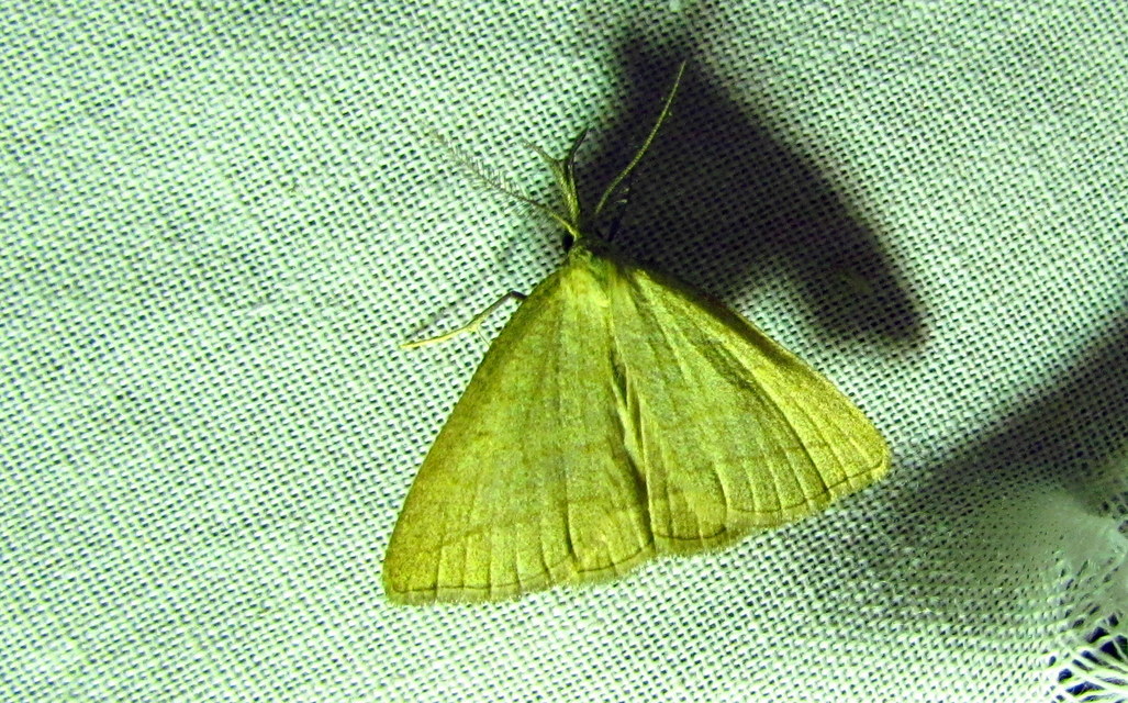 Polypogon tentacularia - sötétaljú karcsúbagoly