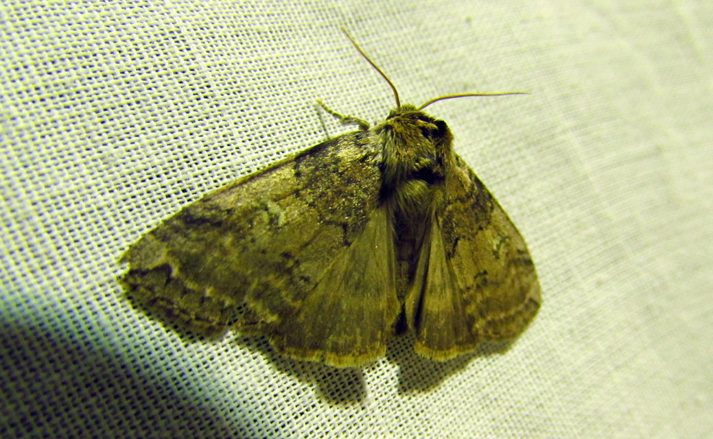 Tethea or - bélyeges pihésszövő