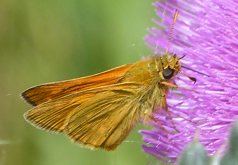 Ochlodes sylvanus - erdei busalepke