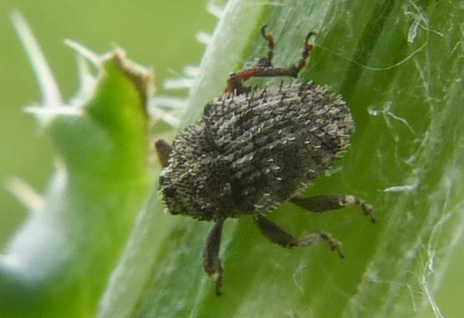 Trichosirocalus horridus - bütyköstorú aszatormányos