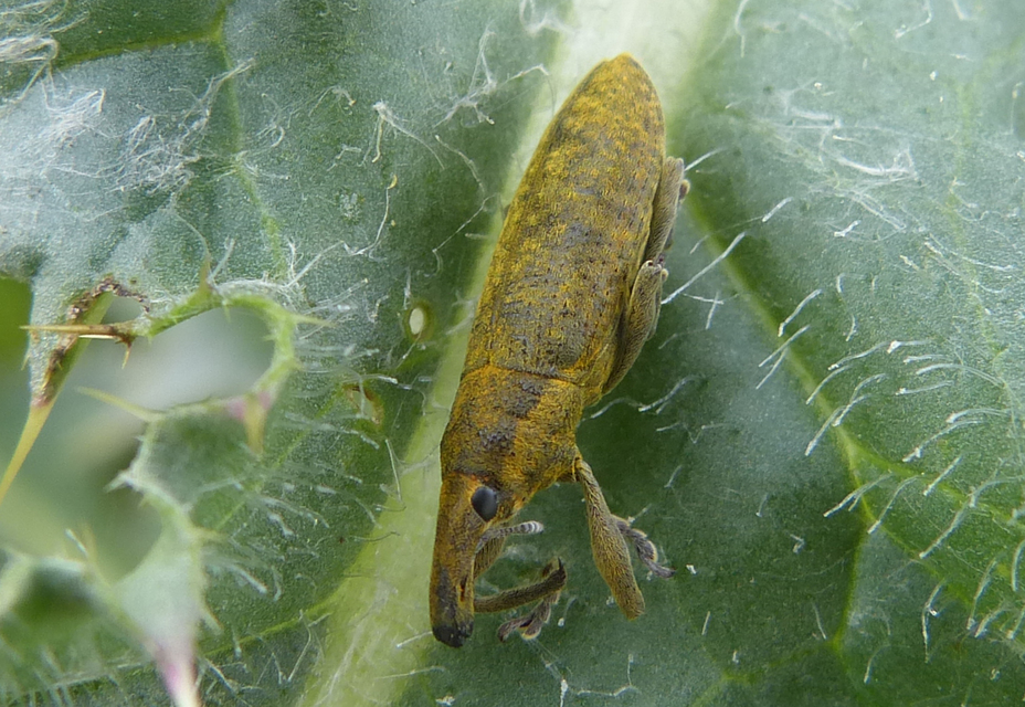 Lixus pulverulentus - mályvafúró dudvabarkó