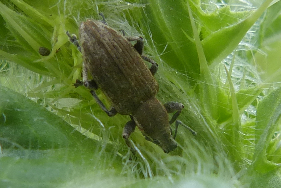 Tanymecus palliatus - közönséges hegyesfarúbarkó