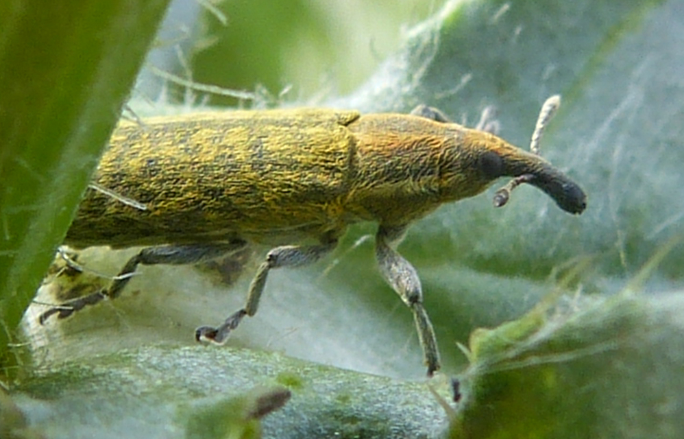 Lixus cardui - bogáncsfúró dudvabarkó