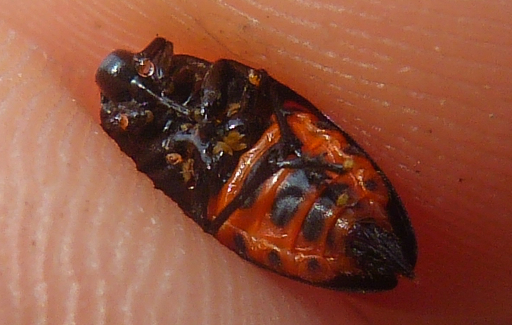 Cercopis sanguinolenta