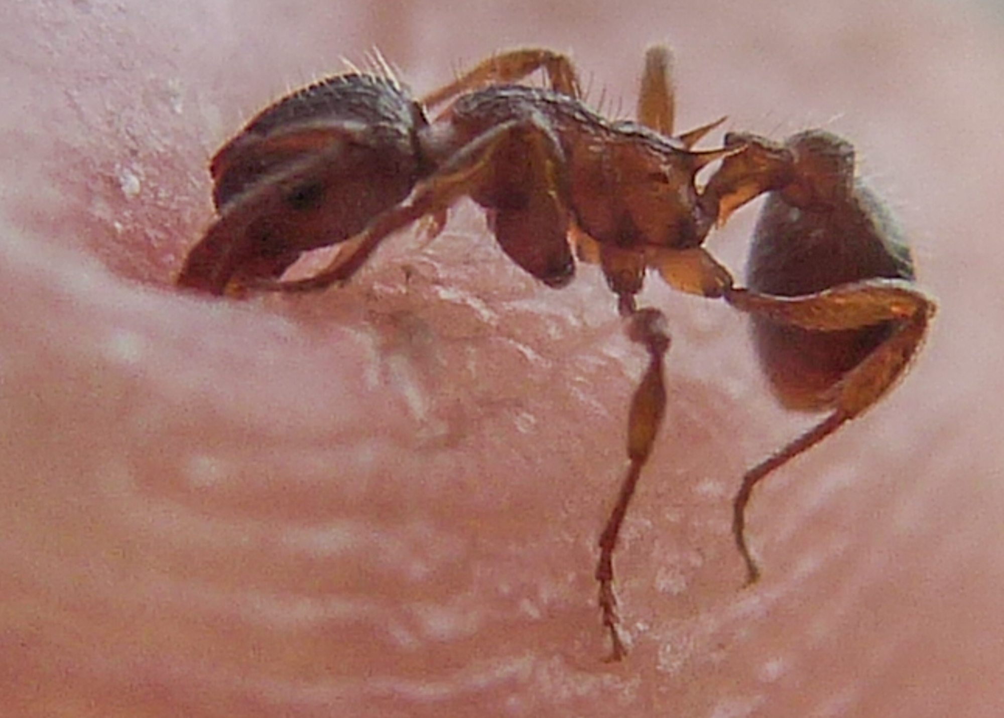 Myrmica curvithorax - sziki bütyköshangya