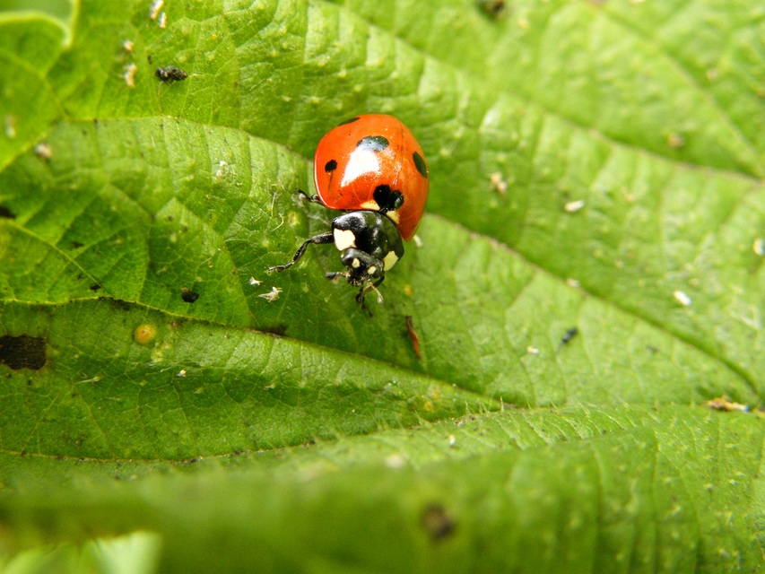 Coccinella septempunctata - hétpettyes katica