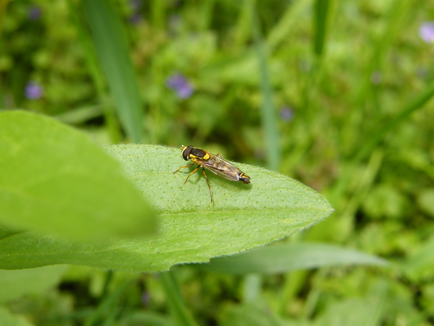 Sphaerophoria