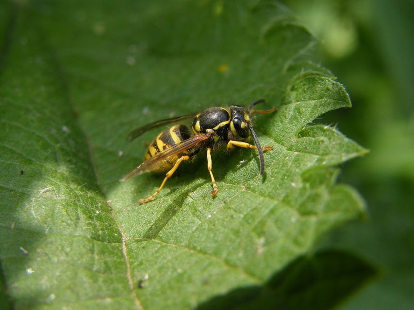Vespula vulgaris - kecskedarázs
