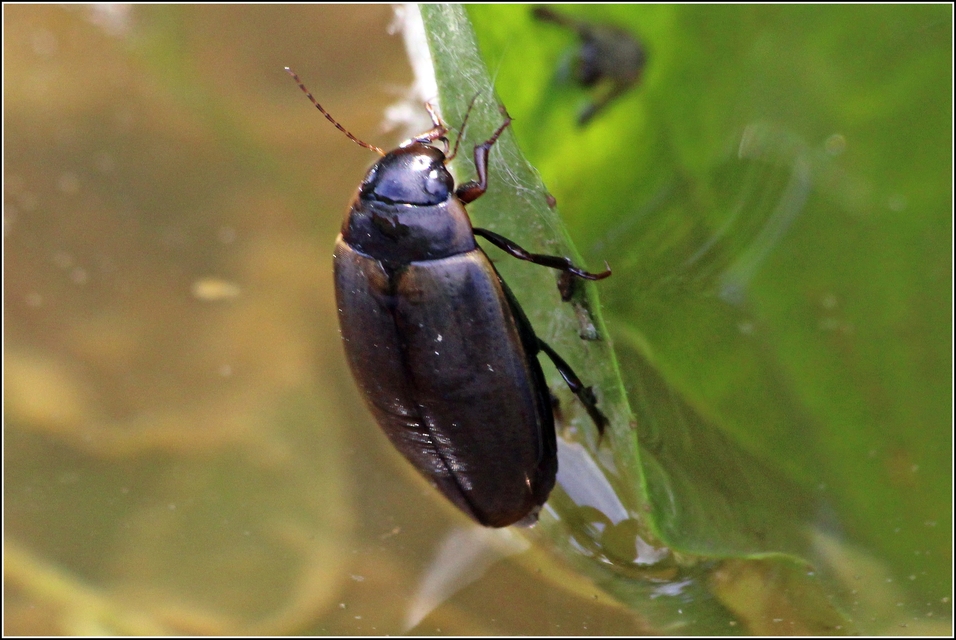 Colymbetes fuscus - gyakori recéscsíkbogár