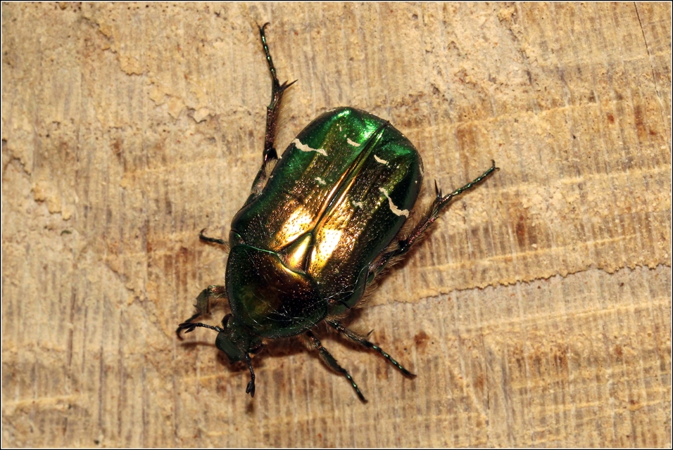 Cetonia aurata - aranyos virágbogár