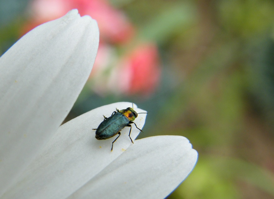 Anthaxia signaticollis - keleti virágdíszbogár