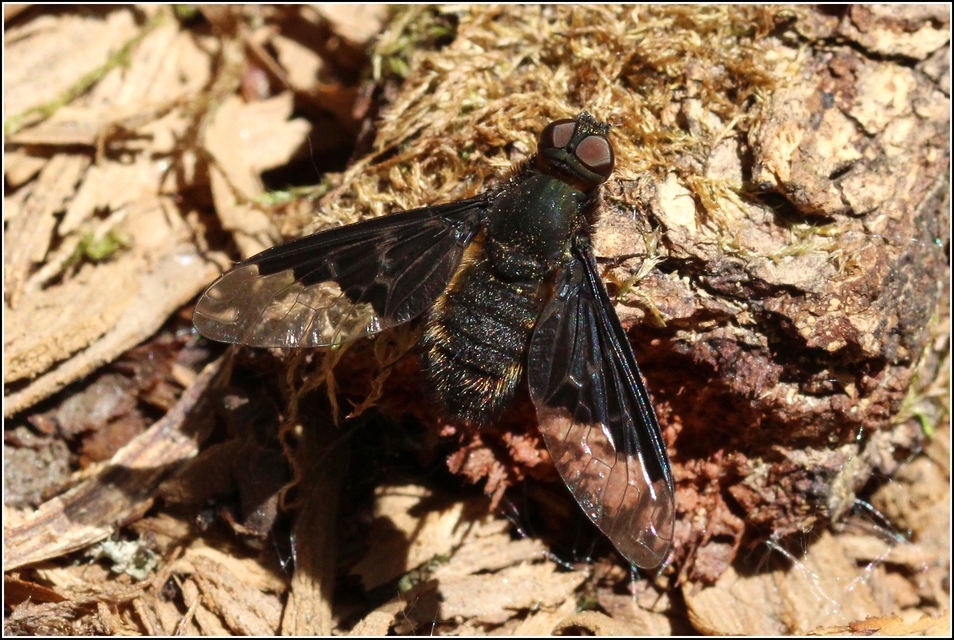 Hemipenthes morio - közönséges gyászlégy