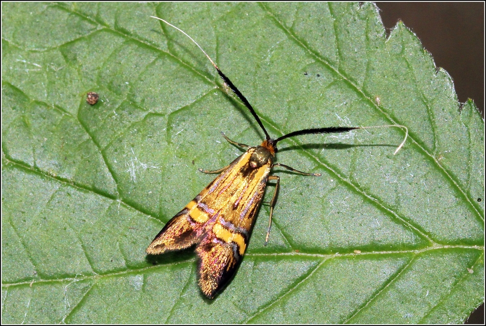 Nemophora degeerella - pompás tőrösmoly