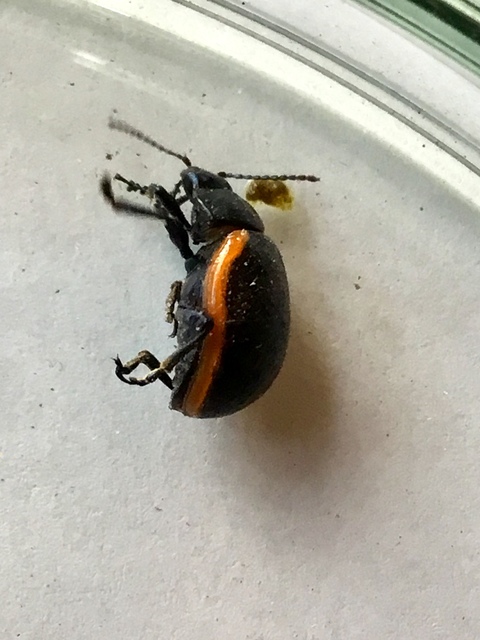 Chrysolina kuesteri - ráncos szegélyeslevelész