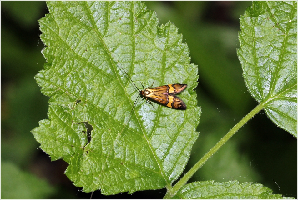 Nemophora degeerella - pompás tőrösmoly