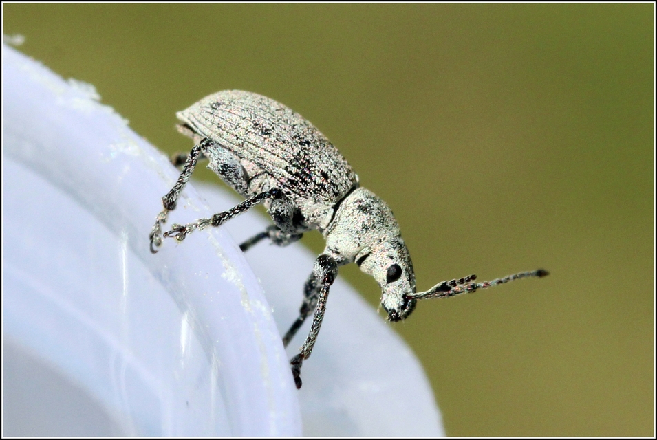 Phyllobius thalassinus - tömpeorrú levélormányos