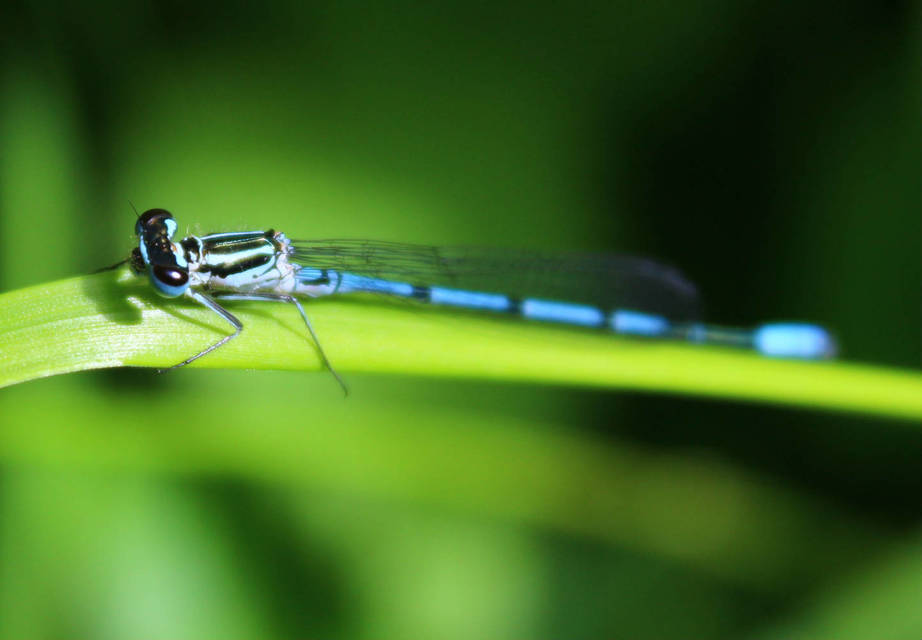 Coenagrion puella - azúrkék légivadász