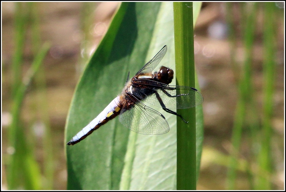 Libellula depressa - széles laposacsa