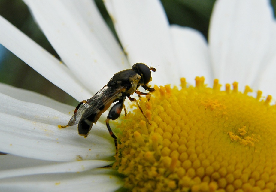 Syritta pipiens - zizegő comboslégy