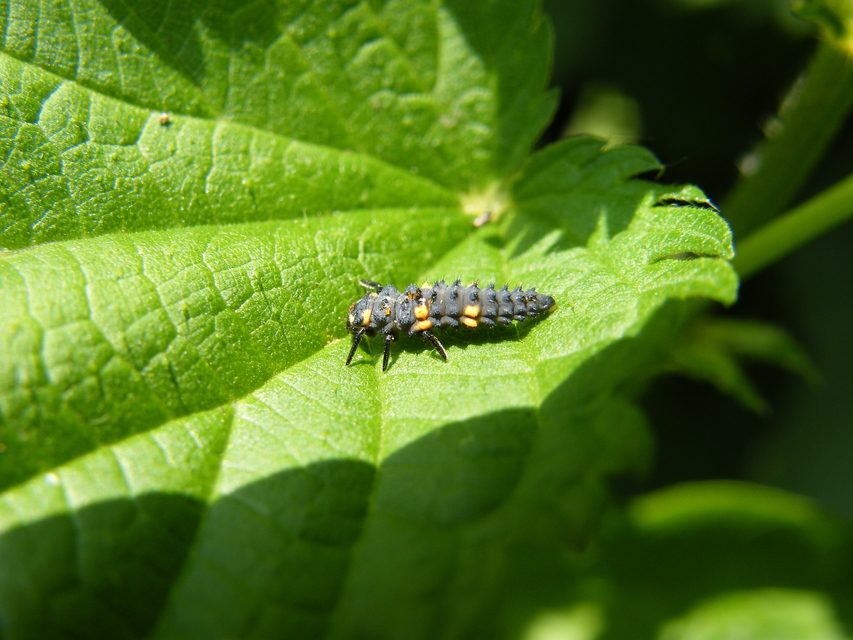Coccinella septempunctata - hétpettyes katica