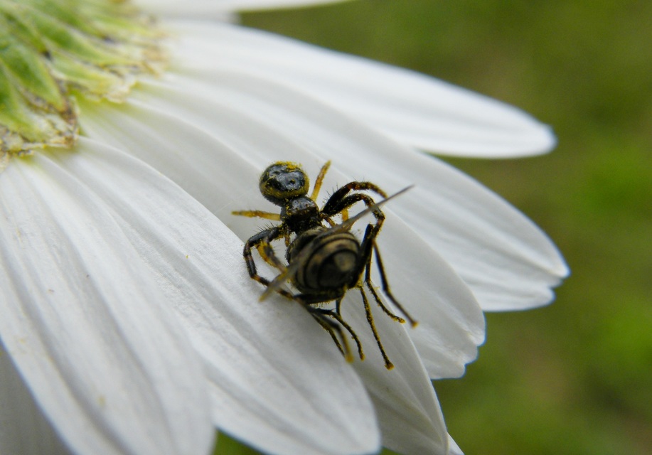 Synema globosum/ornatum