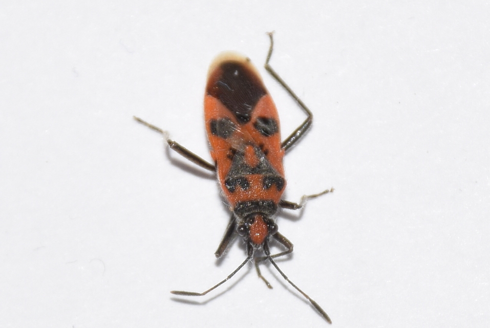 Corizus hyoscyami - piros karimáspoloska