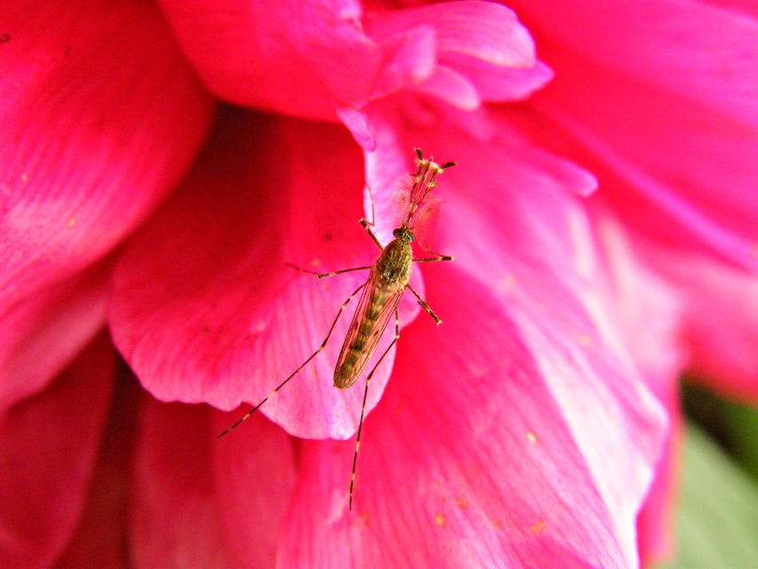 Culicidae - csípőszúnyogok