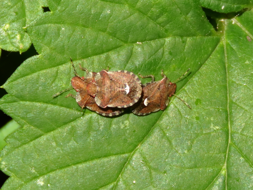 Dyroderes umbraculatus Dyroderes umbraculatus