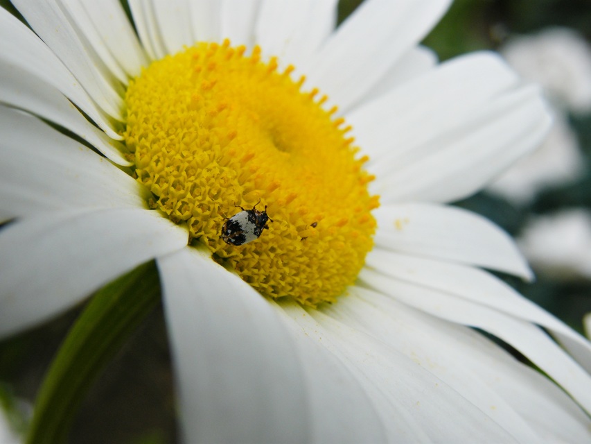 Anthrenus querneri