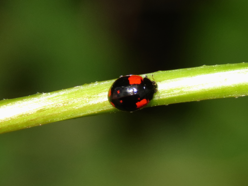 Adalia bipunctata - kétpettyes katica