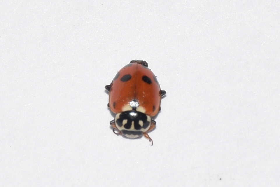 Hippodamia variegata - tizenhárompettyes katica